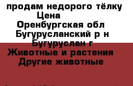 продам недорого тёлку › Цена ­ 30 000 - Оренбургская обл., Бугурусланский р-н, Бугуруслан г. Животные и растения » Другие животные   